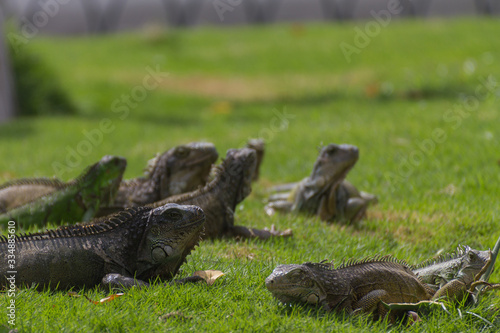  Iguanas in the park