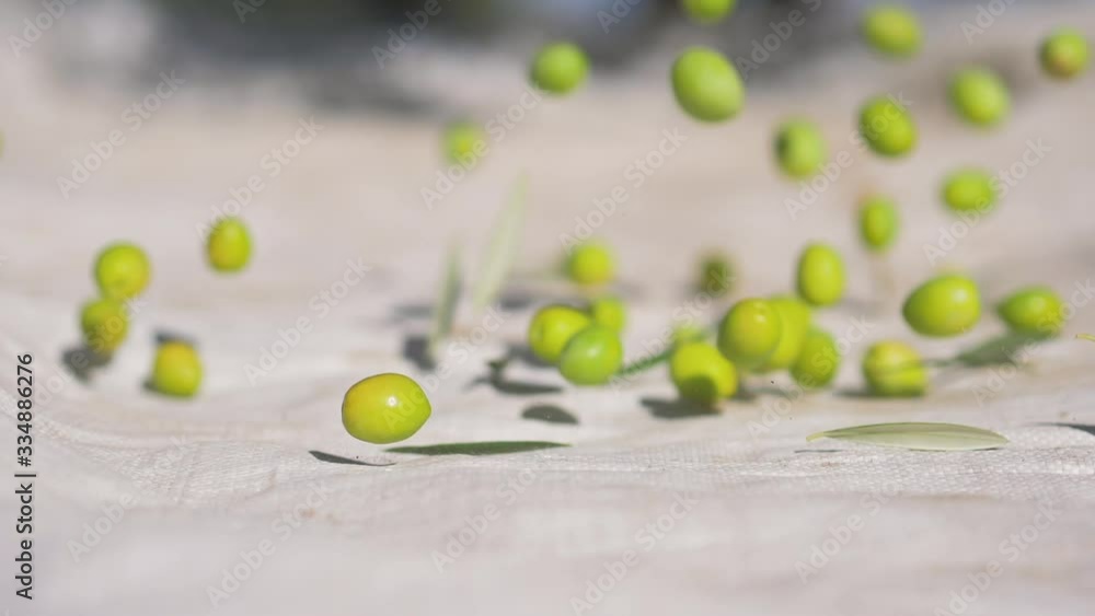 Olives falling from tree on plantation Olives falling from tree on plantation