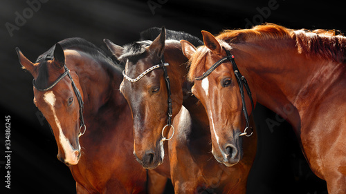 Valokuva Three beautiful Bay horses with classic bridle isolated on black background