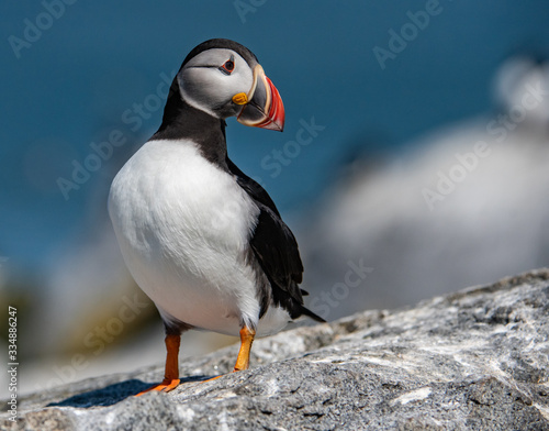 Atlantic Puffin off the coast of Maine  © Harry Collins