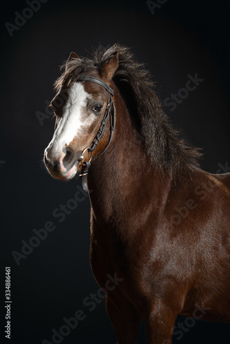 Portrait of a small beautiful dark Bay pony isolated on a dark background. Shetland pony