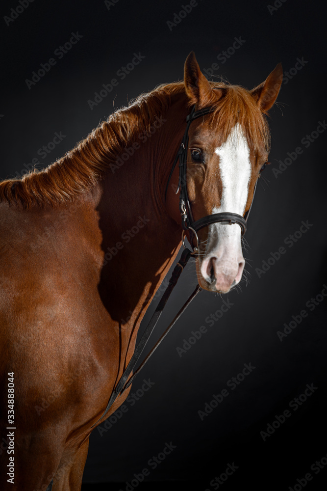 Fototapeta premium Portrait of bay horse with classic bridle isolated on black background