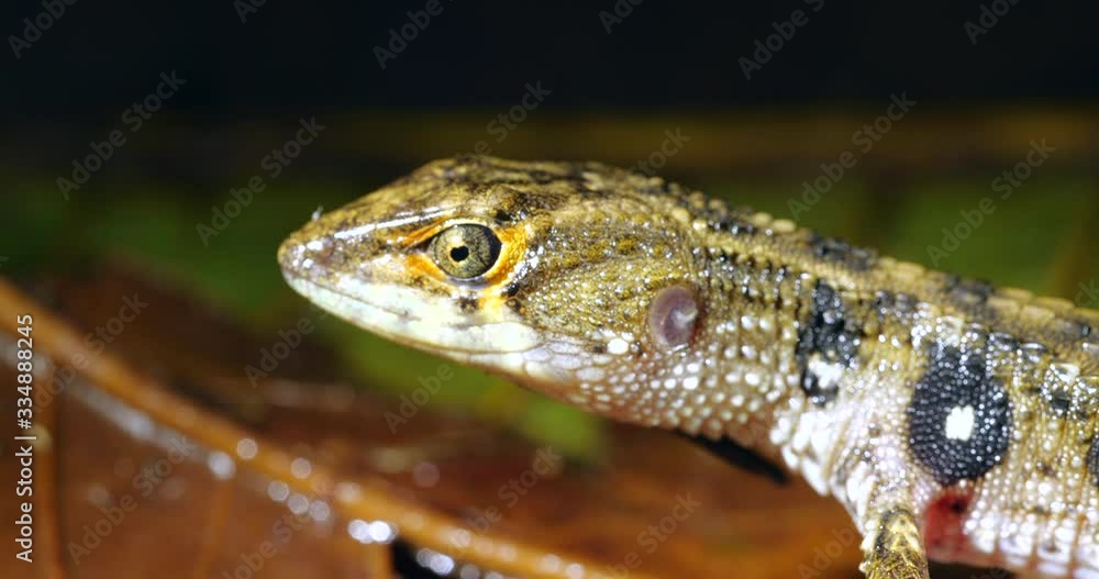 Common Stream Lizard (Potamites ecpleopus), a semi-aquatic lizard from tropical rainforest in Orellana province, in the Ecuadorian Amazon. Common Stream Lizard (Potamites ecpleopus), a semi-aquatic lizard from tropical rainforest in Orellana province, in the Ecuadorian Amazon.