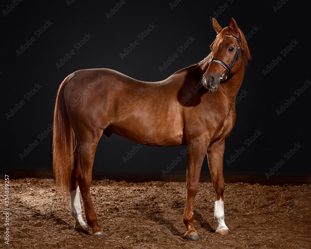 arabian horse portrait with classic bridle isolated on black background arabian horse portrait with classic bridle isolated on black background