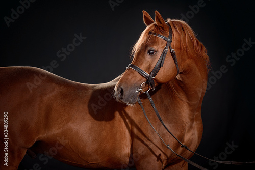 arabian horse portrait with classic bridle isolated on black background © sheikoevgeniya