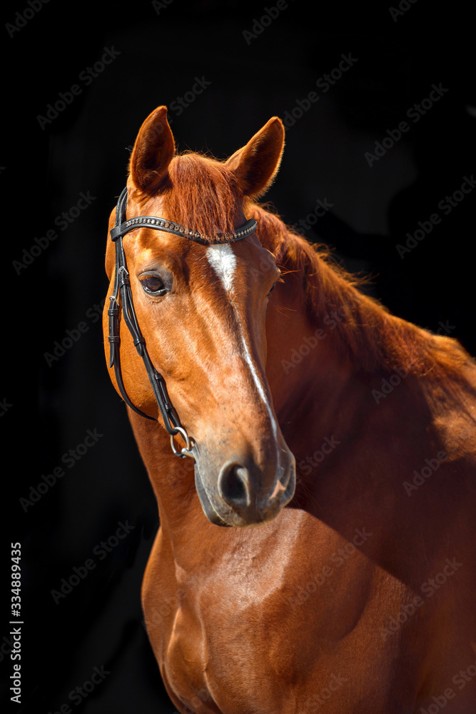 Portrait of bay horse with classic bridle isolated on black background Portrait of bay horse with classic bridle isolated on black background