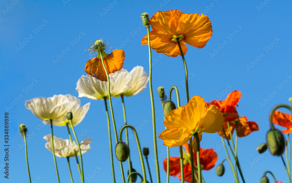 Obraz premium Field of poppy