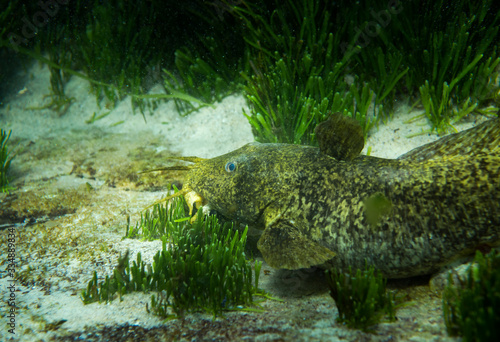 Photography Estuary Cobbler, Sydney Australia