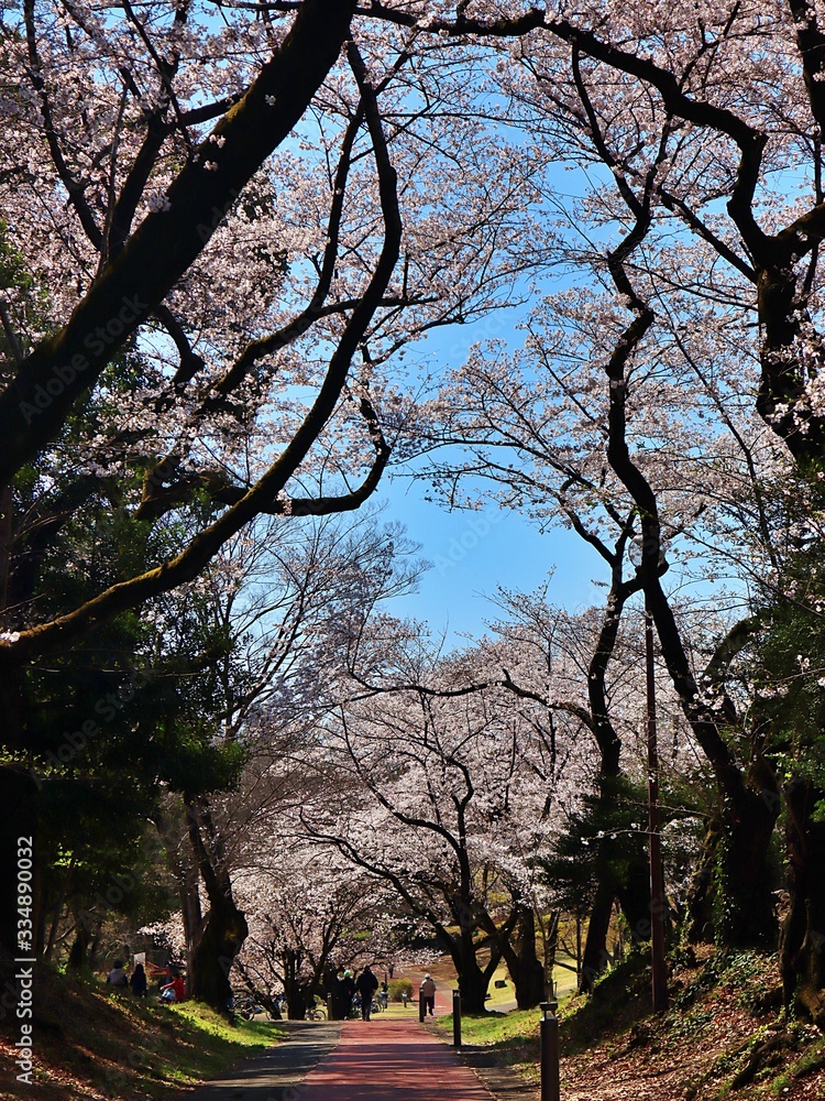full cherry blossoms in the park , 2020 full cherry blossoms in the park , 2020