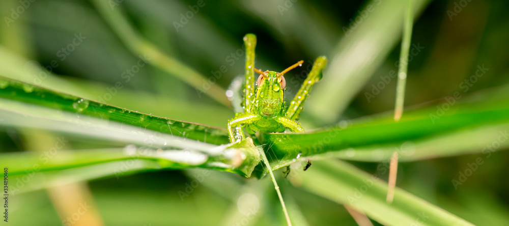 Fototapeta premium Giant Grasshopper also known as Valanga irregularis.