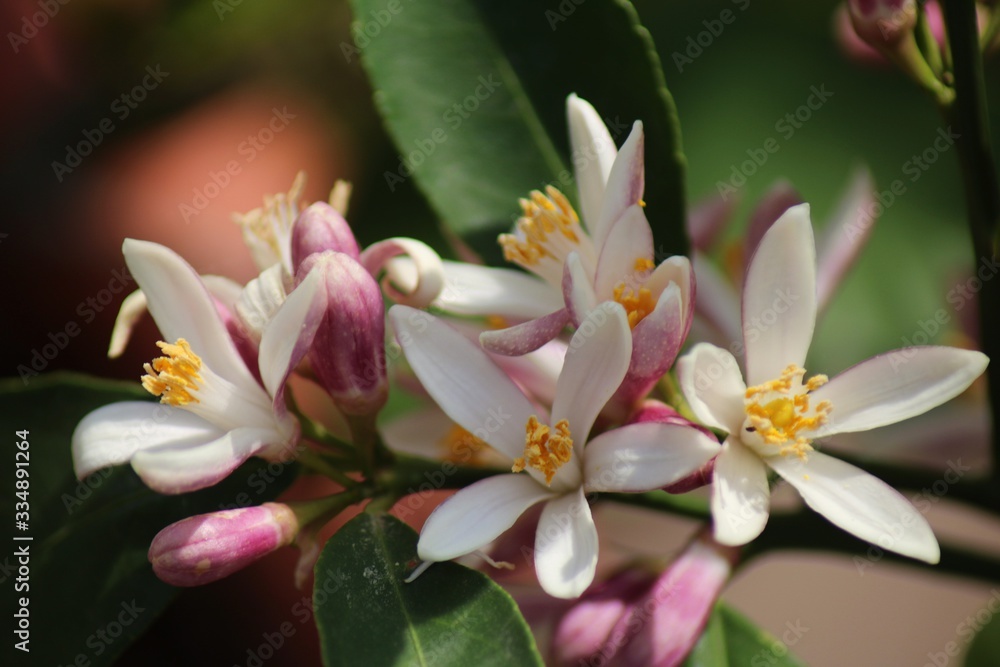 Tree Blossoms Tree Blossoms