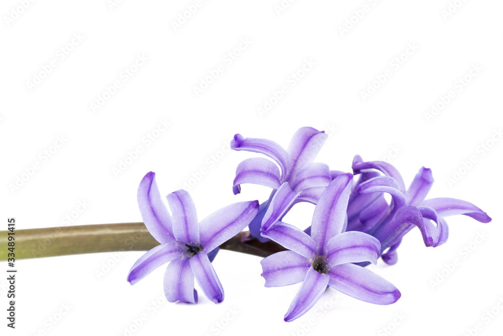 Obraz premium Violet flowers of hyacinth, isolated on white background