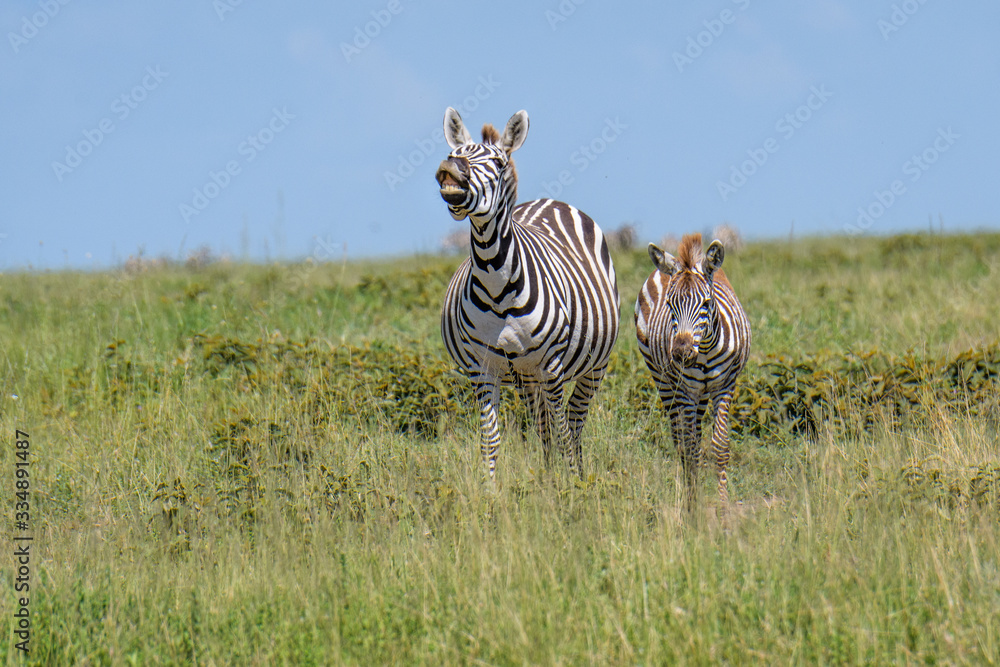 Obraz premium Mother and baby zebras during the great migration, Serengeti National Park, Tanzania 