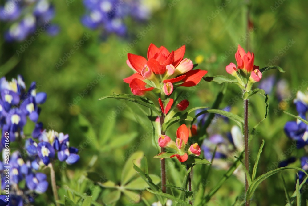 Texas Wildflowers