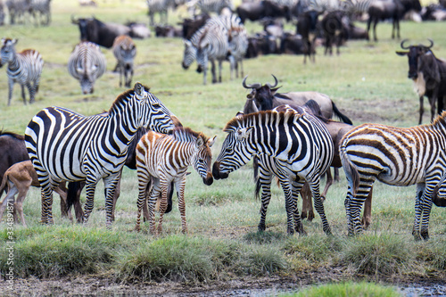 Mother and baby zebras during the great migration  Serengeti National Park  Tanzania 