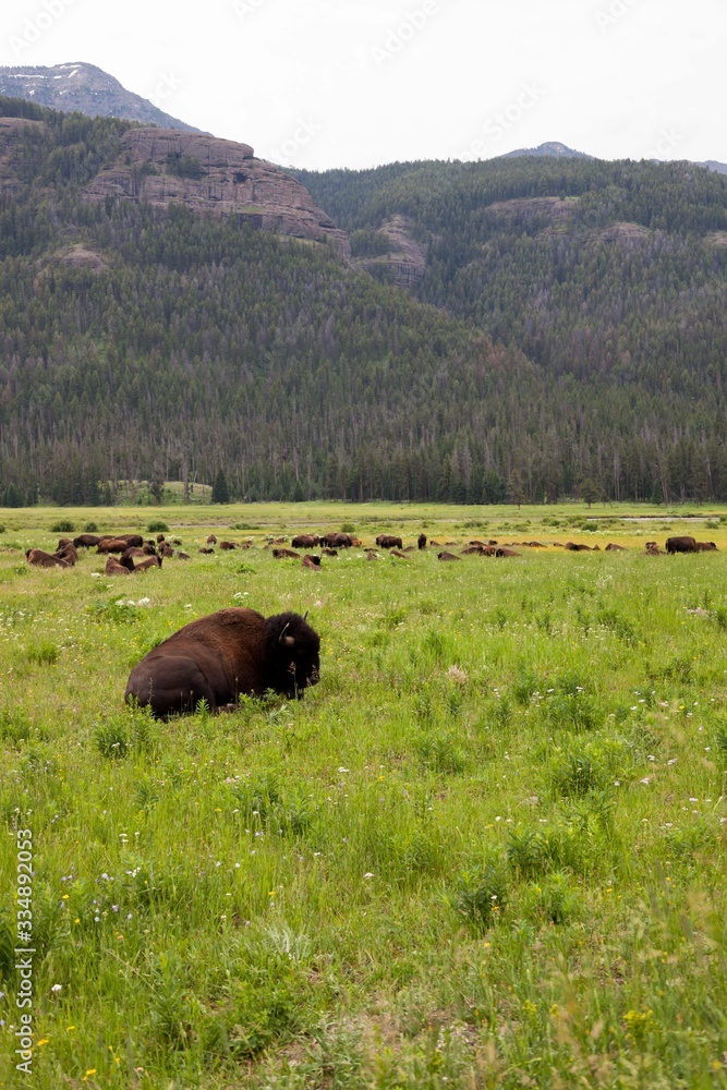 Bison Resting and Grazing in a Meadow