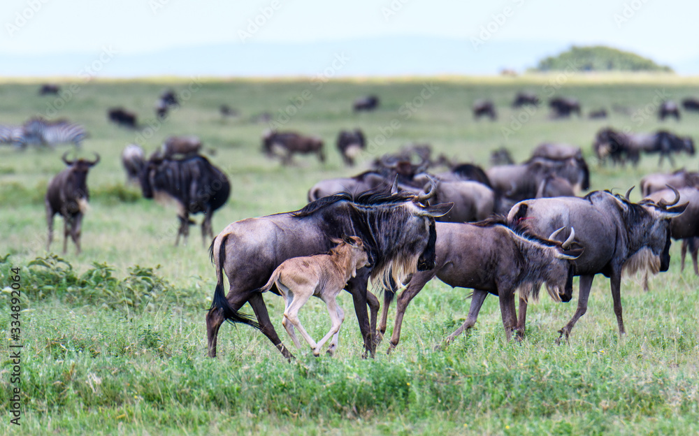 Wildebeest adults and babies during the great migration, Serengeti National Park, Tanzania
