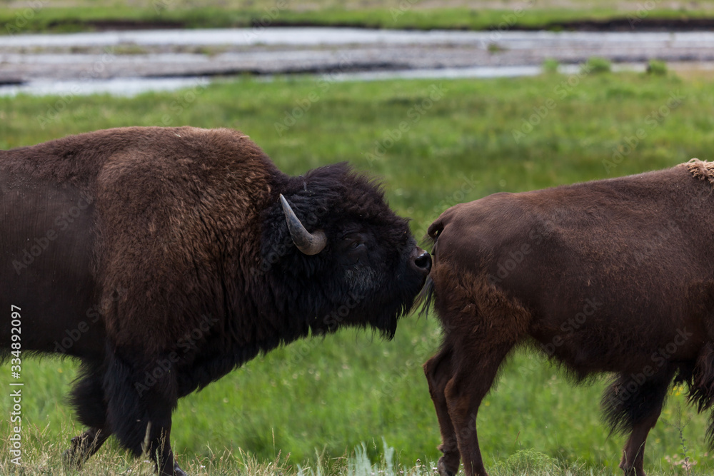 Bull Bison Smelling a Female
