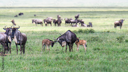 Wildebeest adults and babies during the great migration, Serengeti National Park, Tanzania  © knelson20