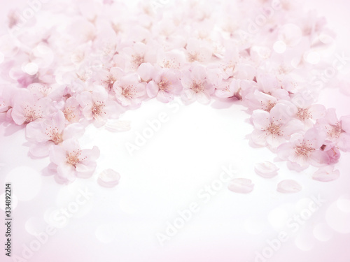 合成用背景　桜の花（ソメイヨシノ）生花