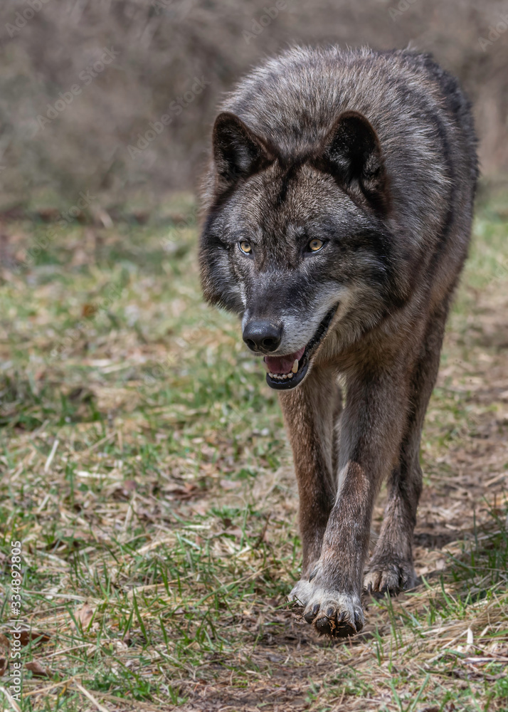 Wolves in springtime in the Midwest Wolves in springtime in the Midwest
