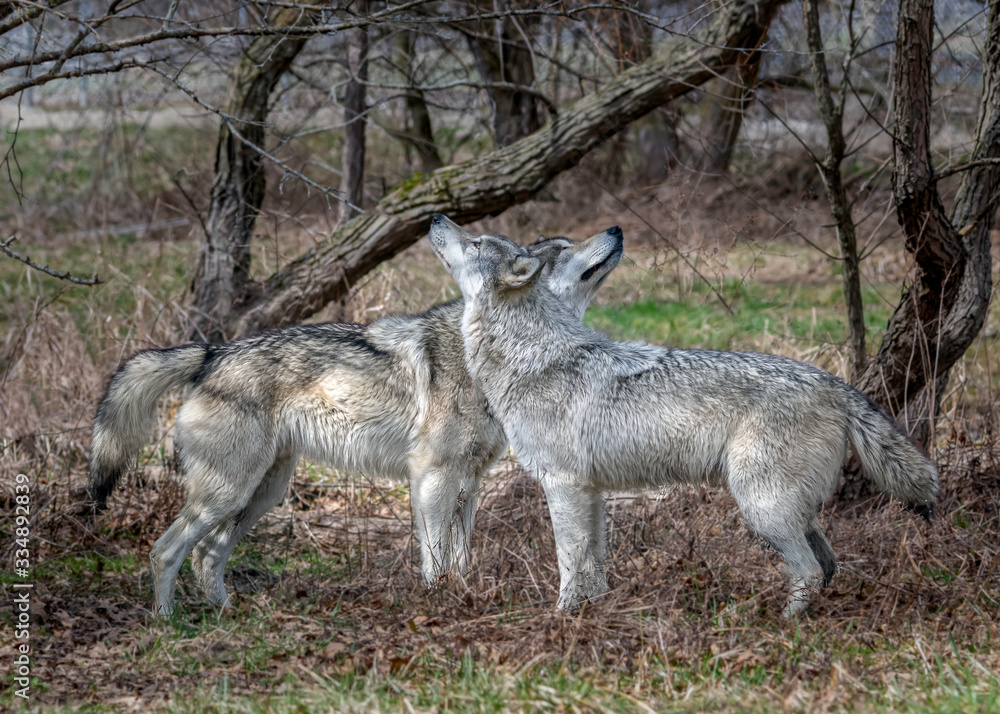 Obraz premium Wolves in springtime in the Midwest
