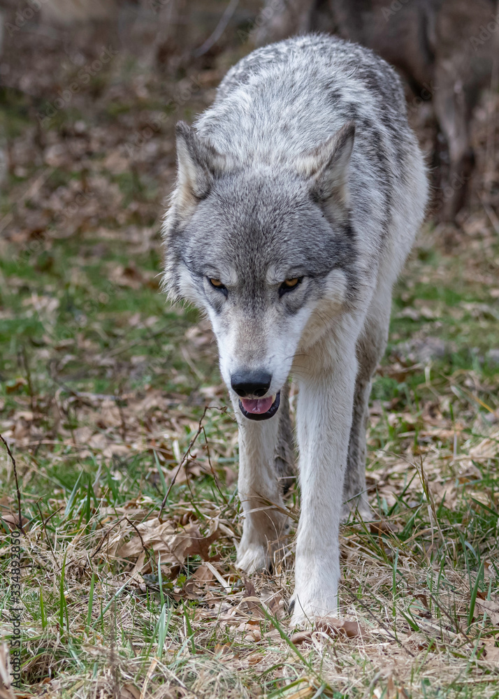 Obraz premium Wolves in springtime in the Midwest