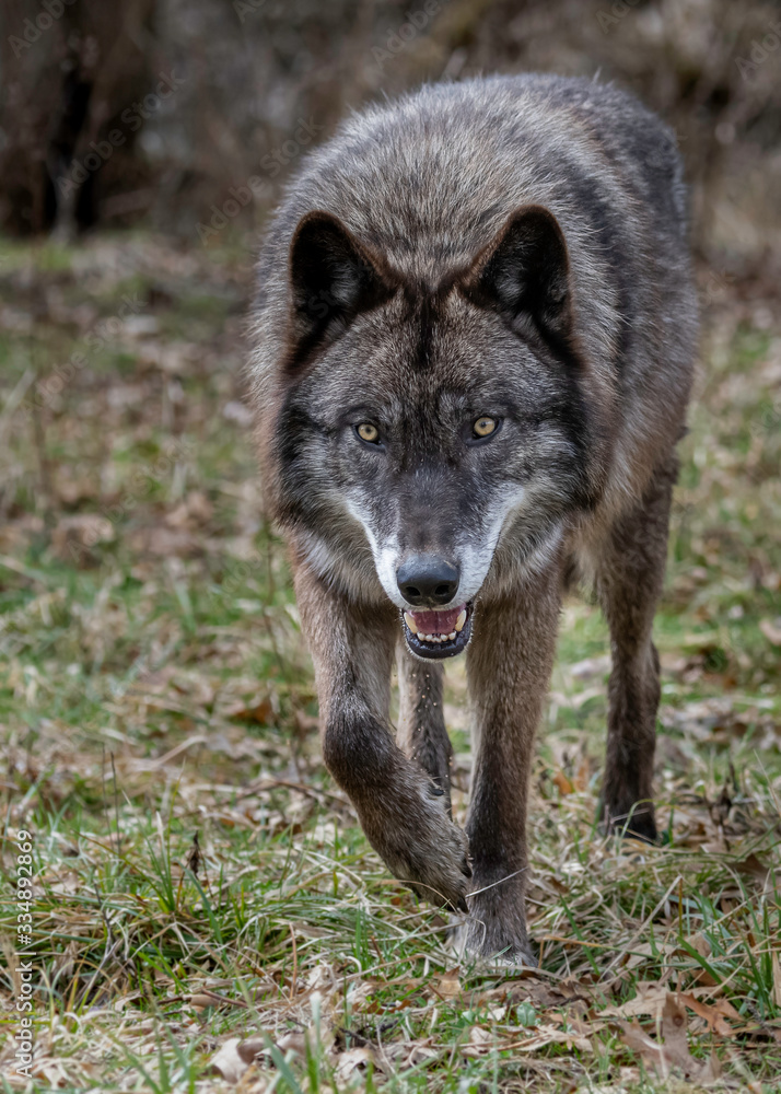 Wolves in springtime in the Midwest