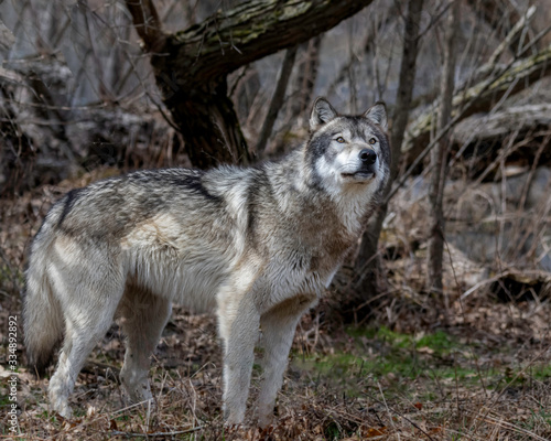 Wolves in springtime in the Midwest