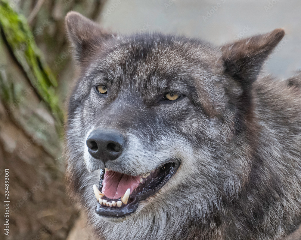 Single wolf in the Midwest US posing for the camera. Single wolf in the Midwest US posing for the camera.