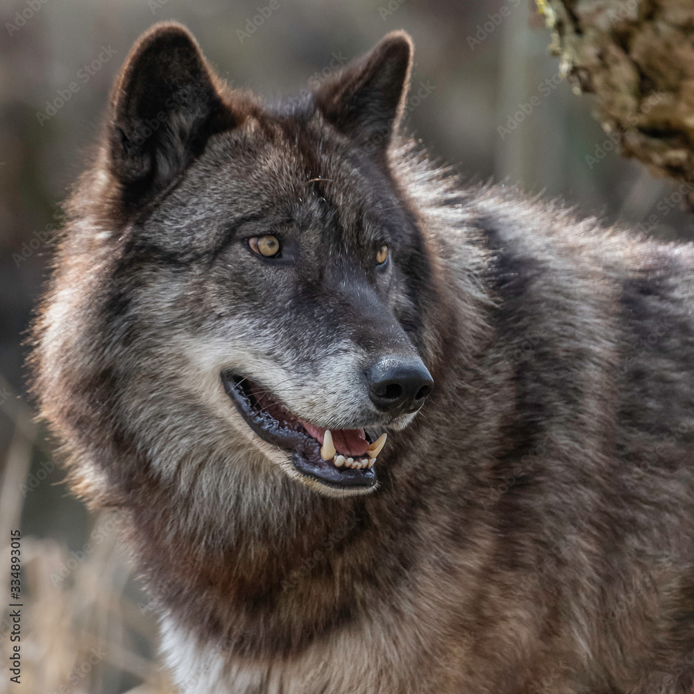 Single wolf  in the Midwest US posing for the camera.