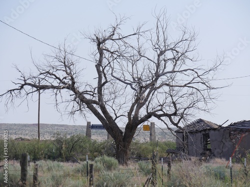 Bare tree with the ruins of a dilapidated building at Glenrio ghost town, one of western America's ghost towns. photo