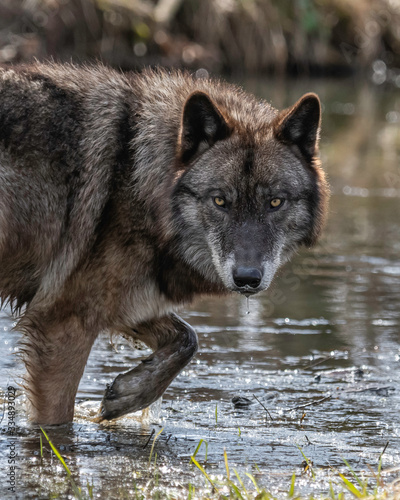 Wolves in springtime in the Midwest