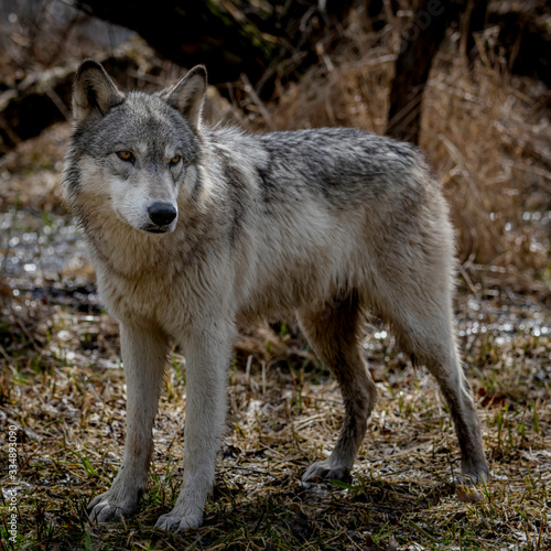 Wolves in springtime in the Midwest