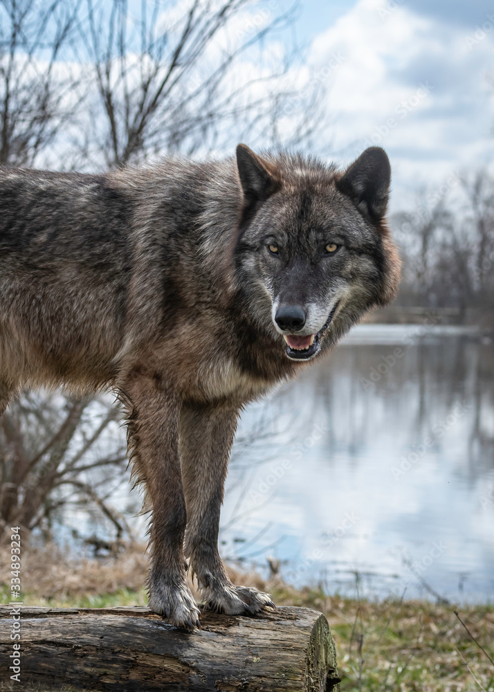 Fototapeta premium Wolves in springtime in the Midwest