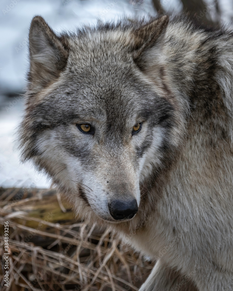 Wolves in springtime in the Midwest Wolves in springtime in the Midwest