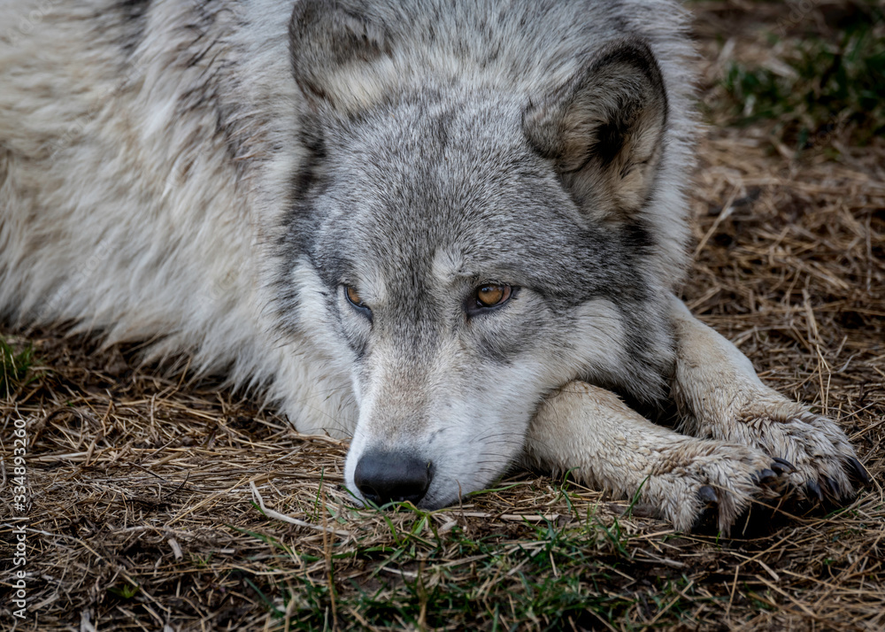 Obraz premium Wolves in springtime in the Midwest