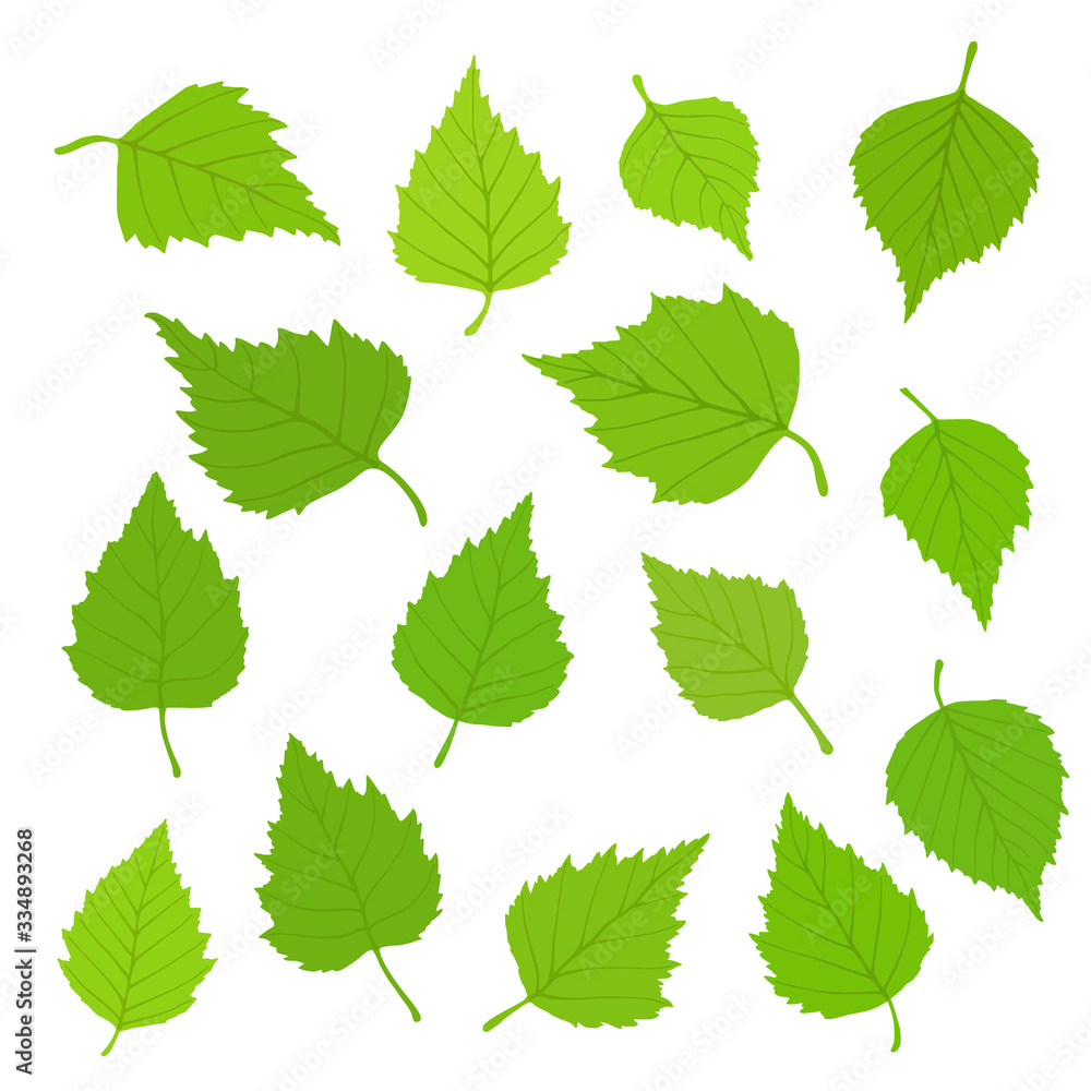 Birch leaves on a white background, spring background, vector illustration