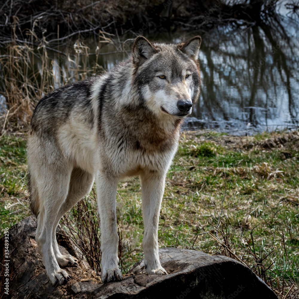 Wolves in springtime in the Midwest Wolves in springtime in the Midwest