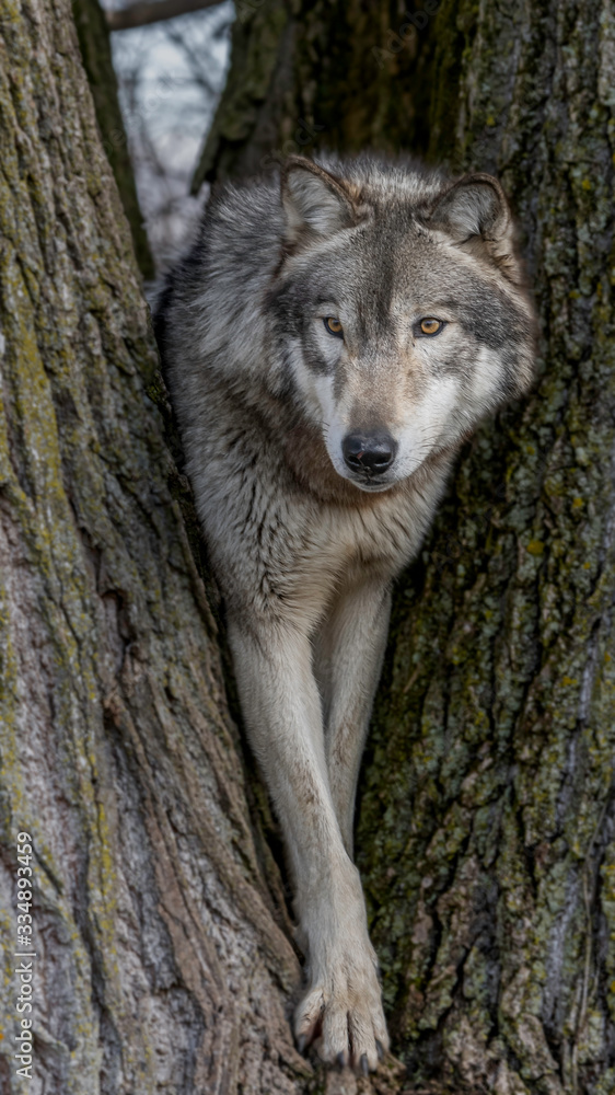 Obraz premium Wolves in springtime in the Midwest