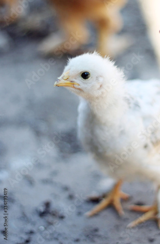 Portrait of a little curious chicken in a chicken coop