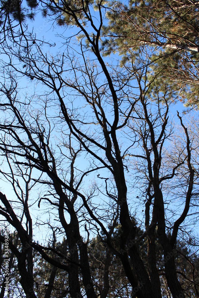 Obraz premium tree in the sky