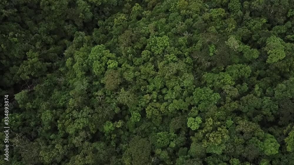 wild forest wild forest