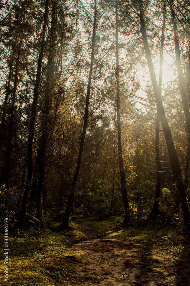 Naklejka premium Bosque Otoñal