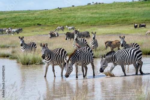 Zebras in the water during the great migration  Serengeti National Park  Tanzania 