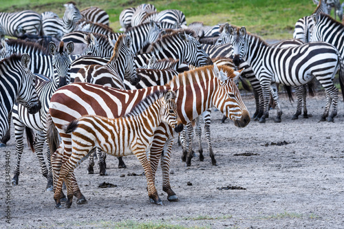 Rare red zebra adult and baby during the great migration  Serengeti National Park  Tanzania 