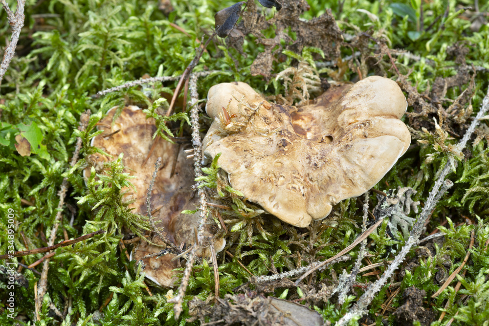 Tooth fungus, Hydnellum fennicum growing among moss Tooth fungus, Hydnellum fennicum growing among moss