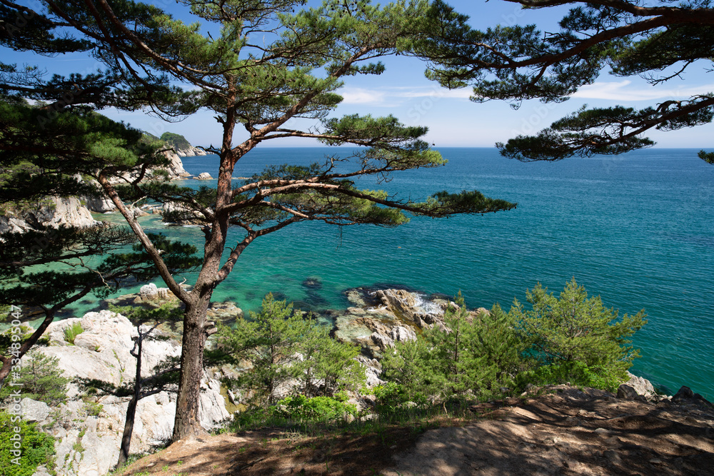 Karelian spruce growing on the rocks