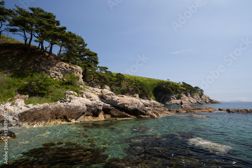 pine trees growing on a rocky shore