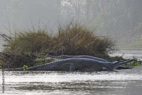 Gavials on the river sandbank  Chitwan National Park  Nepal